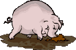 Cochon Gifs animés