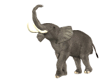 Elephant Gifs animés