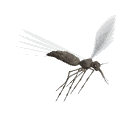 Insecte Gifs animés