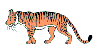 Tigre au pas Gifs animés