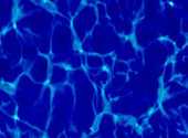 Bleu Clair Textures