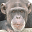 Chimpanzé Icônes