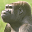Gorille Icônes