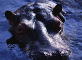 Hippopotame Fonds d'écran