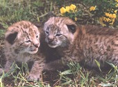 Bébés léopards Fonds d'écran