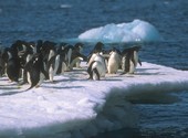 Pingouins Fonds d'écran