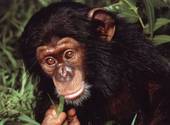 Chimpanzé Fonds d'écran