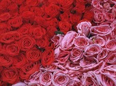 Roses rouges & roses Fonds d'écran