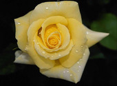 Rose jaune Fonds d'écran