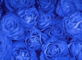 Roses bleues Fonds d'écran