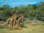 Girafes Fonds d'écran