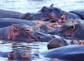 Hippopotames Fonds d'écran