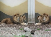 Lions Fonds d'écran
