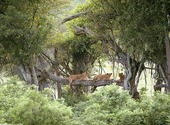 Lionnes sur un arbre Fonds d'écran