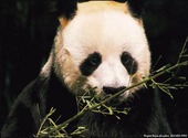 Panda Fonds d'écran