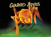 Guano Apes Fonds d'écran