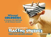 Racing Stripes Fonds d'écran
