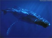 Baleines Fonds d'écran