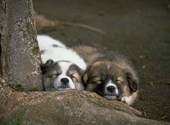 Deux petits chiens qui dorment Fonds d'écran