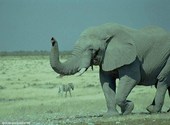 Elephant Fonds d'écran