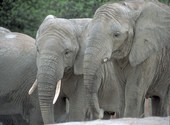 Elephant Fonds d'écran