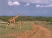 Girafe Fonds d'écran