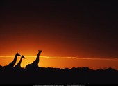 Girafe Fonds d'écran