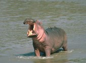 Hippopotame Fonds d'écran