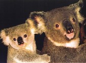 Koala Fonds d'écran