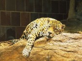 Leopard Fonds d'écran