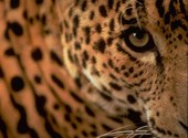 Leopard Fonds d'écran