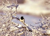 Oiseau assis sur rameau couvert de neige Fonds d'écran