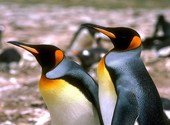 Pingouin Fonds d'écran