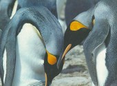 Pingouin Fonds d'écran
