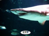 Requin Fonds d'écran