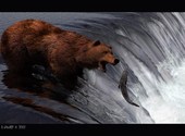 Ours qui pêche Fonds d'écran