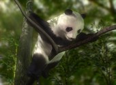 Panda dans arbre Fonds d'écran