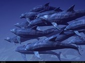 Groupe de dauphins qui nagent Fonds d'écran