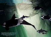 Baleines sous l'eau Fonds d'écran