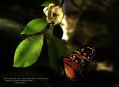 Papillon posé sur une fleur  Fonds d'écran
