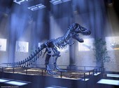 Squelette de Tyrannosaure Fonds d'écran