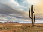 Cactus dans désert Fonds d'écran