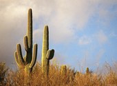 Cactus Fonds d'écran