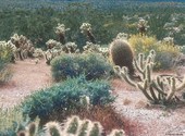 Cactus Fonds d'écran