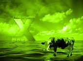 The Mad.X Cow Fonds d'écran