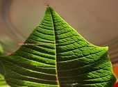 Poinsettia, Rose de Noël Feuille (49941)