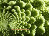 Chou romanesco (49959)