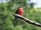 Basel Zoo Oiseau au plumage rouge (44728) Photos
