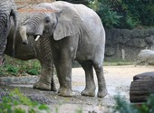 Basel Zoo Éléphant d'Afrique (35368) Photos