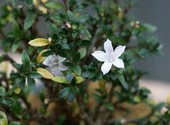 Serissa en fleur